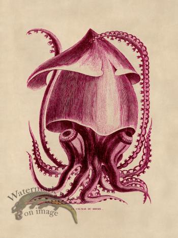 Octopus Pink 34